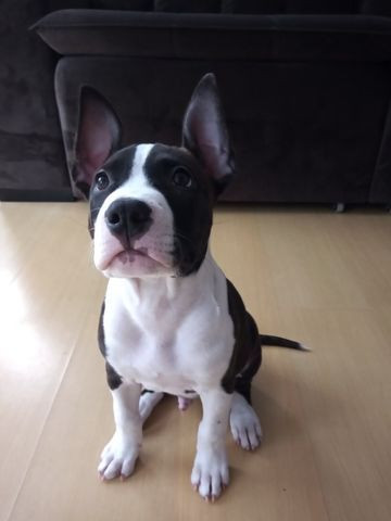 American Staffordshire terrier