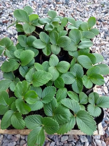 MUDAS DE MORANGO