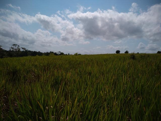 75 hectares a 60 km de Castanhal-Pará, por 650 mil reais - Foto 10