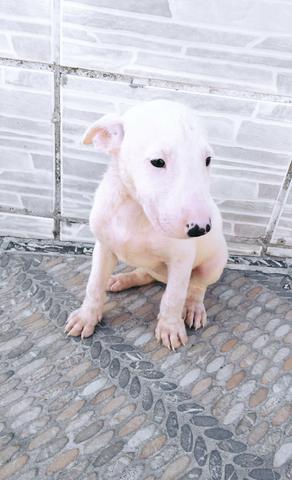 Bull terrier