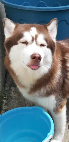 Filhotes de husky siberiano