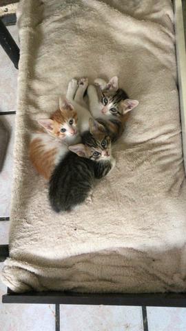 Lindos bebes para adoção - Foto 5