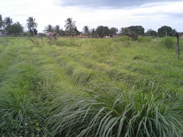 Fazenda com 80 há na br 304, casa, curral,aprisco, rio potengi - Foto 17