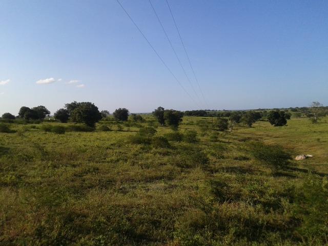 Fazenda com 290 há, casa, curral, 4 barreiros, muito pasto - Foto 3