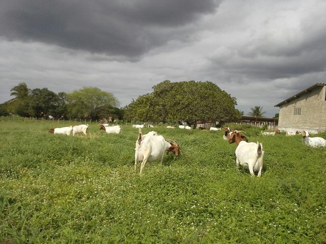 Fazenda com 80 há na br 304, casa, curral,aprisco, rio potengi - Foto 12