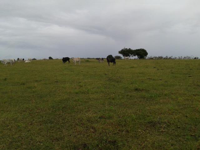 Fazenda com 63 há em brejinho, 10 barreiros, curral - Foto 2