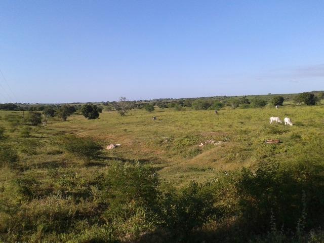 Fazenda com 290 há, casa, curral, 4 barreiros, muito pasto - Foto 5