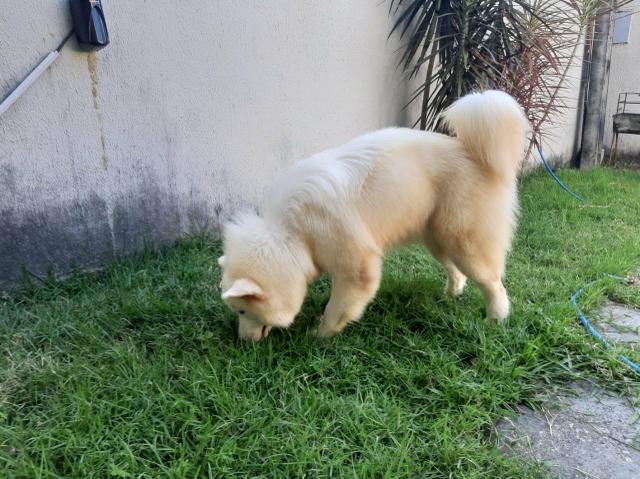 Filhotes de husky disponível pra reservas !!! - Foto 3