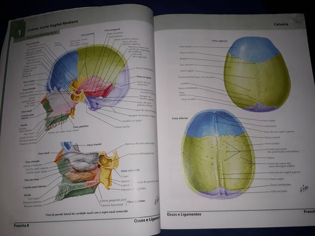 Dois Atlas de Anatomia Humana de Frank Netter - volumes 1 e 2 - Foto 4