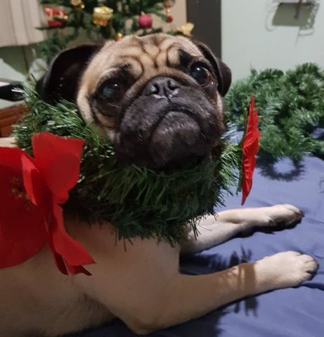 Filhotes de Pug Macho e Femea