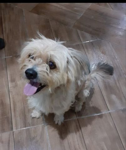 Doação cachorro macho porte pequeno
