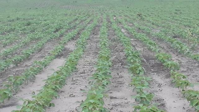 Vendo uma fazenda de 250 hectares em Caxias/MA ideal SOJA - Foto 8
