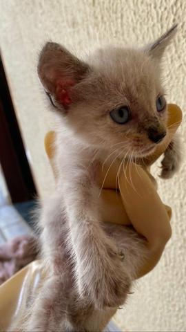 Gatinhos para adoção! - Foto 3