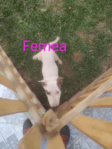 Bull Terrier - Foto 5
