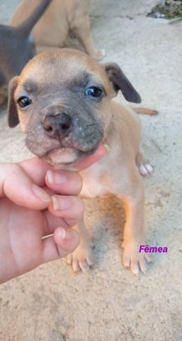 Filhotes Pit Bull Blue Nose - Foto 6