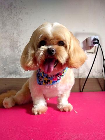 Procuro namorada - Lhasa Apso - Foto 3
