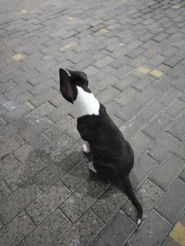 American Staffordshire terrier - Foto 2