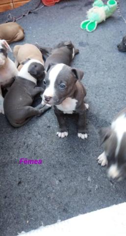 Filhotes Pit Bull Blue Nose - Foto 2