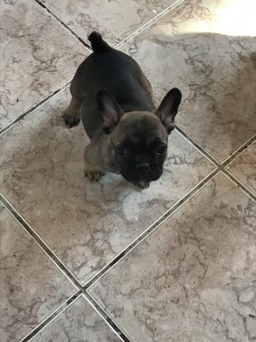 Filhote de buldogue francês - Foto 3