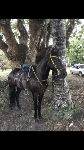 Mangalarga marchador 10.000 - Foto 2