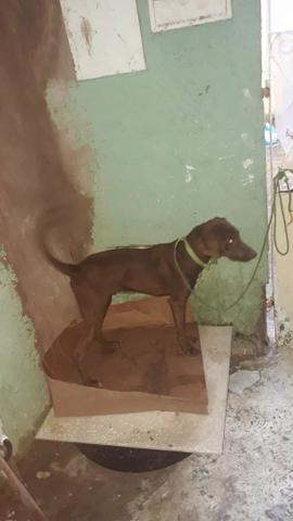 Doação de pet (cachorro) - Foto 4