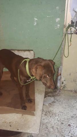 Doação de pet (cachorro)