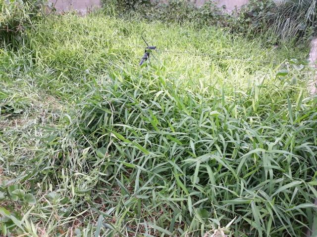 Ibimirim=Vend.5.500 mil por Hect=Fazenda mil Hect. Pronta pra Criar e Plantar=Água,Energia - Foto 2