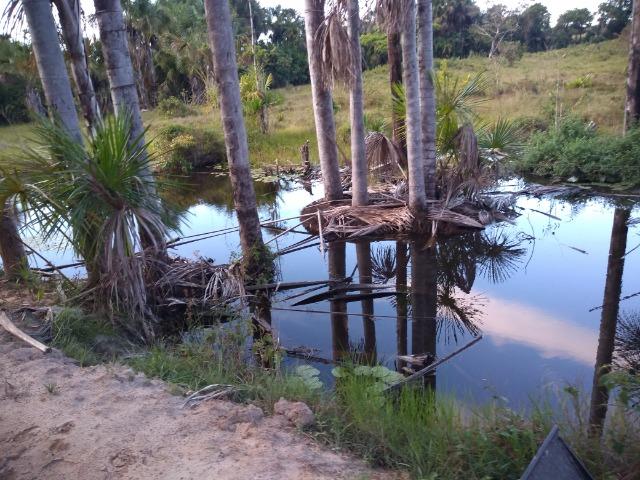 51 alqueires (250 hectares) com 30 alqueires de pasto por 850 mil reais no Pará - Foto 19