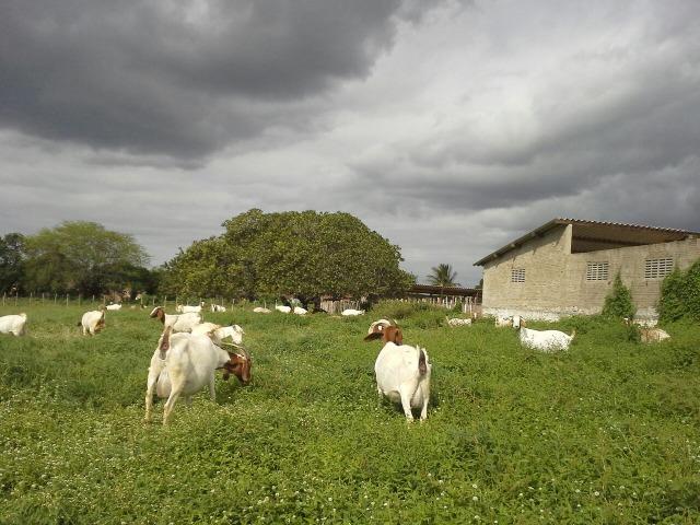 Fazenda com 80 há na br 304, casa, curral,aprisco, rio potengi - Foto 10