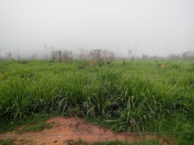 Vendo Fazenda em Novo Prigresso/PA - Foto 8