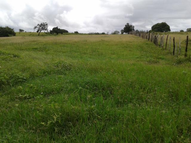Fazenda com 63 há em brejinho, 10 barreiros, curral - Foto 7