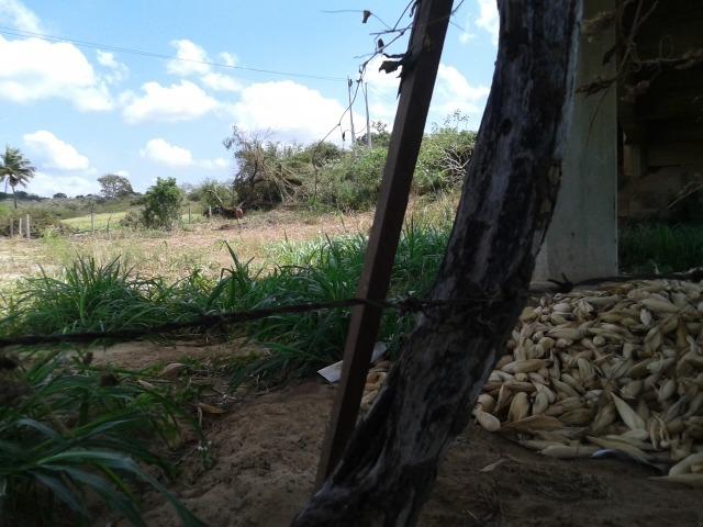 Fazenda com 62 há na br 304, com rio potengi, casa, deposito - Foto 3