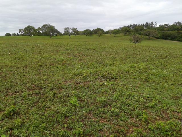 Fazenda com 63 há em brejinho, 10 barreiros, curral - Foto 19