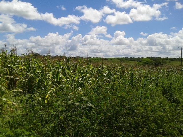 Fazenda com 38 há em são pedro do potengi, casa, curral, barreiro, rio potengi - Foto 5