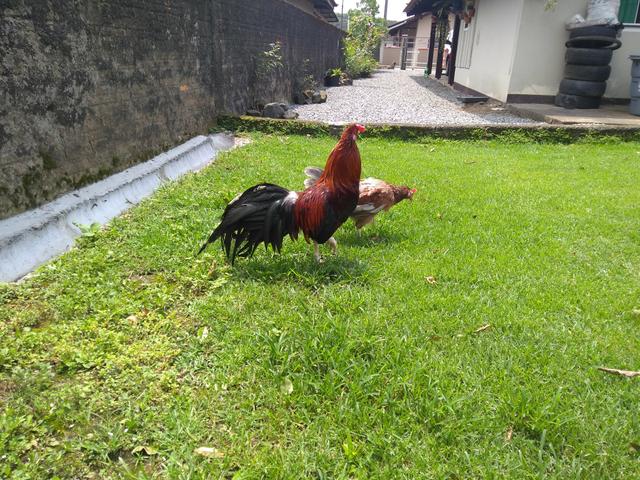 Promoção !!! vendo lindo casal de yokoramas pela metade do preço. - Foto 2