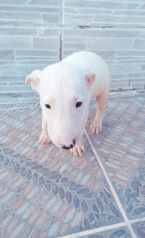 Bull terrier - Foto 2