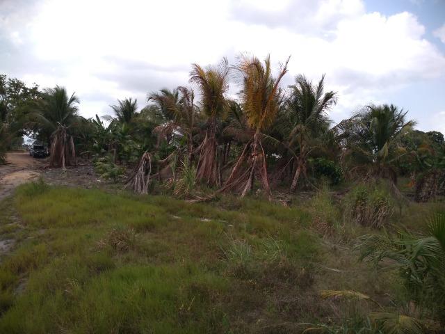 51 alqueires (250 hectares) com 30 alqueires de pasto por 850 mil reais no Pará - Foto 17