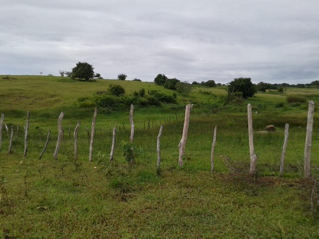 Fazenda com 63 há em brejinho, 10 barreiros, curral - Foto 3