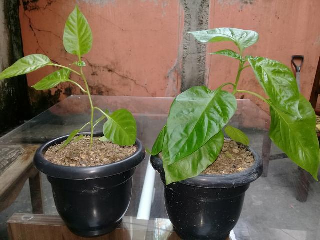Carolina reaper - Foto 4
