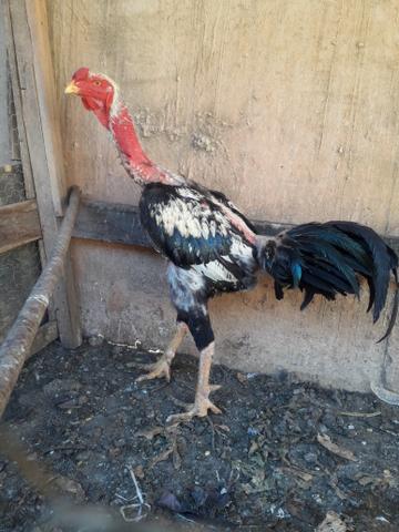 Galo índio gigante - Foto 3