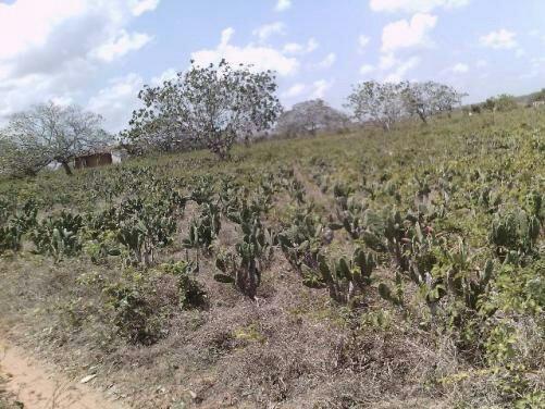 Terra no Sítio Lagoa Redonda Zona Rural de São Pedro RN What * - Foto 3