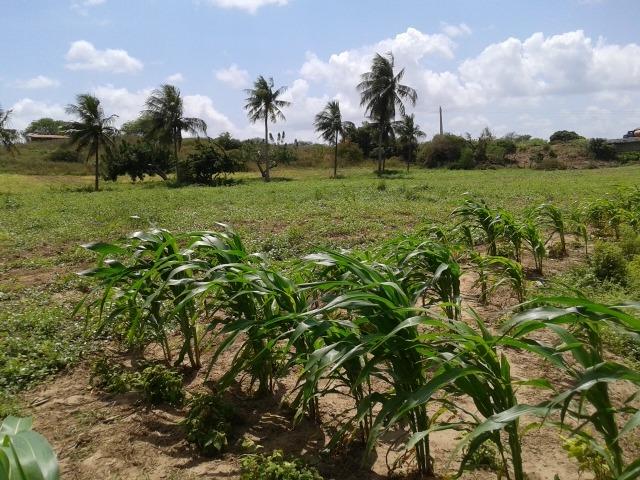 Fazenda com 62 há na br 304, com rio potengi, casa, deposito - Foto 16