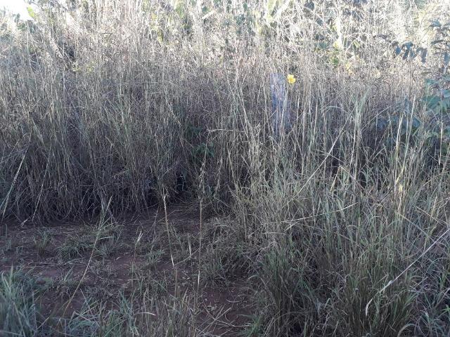 Chácara a 11 km de Acorizal - Foto 19