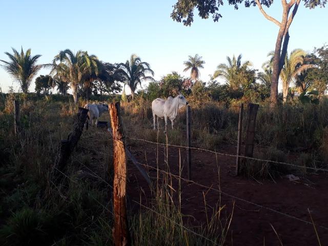Chácara a 11 km de Acorizal - Foto 12