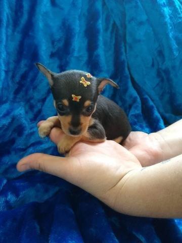 Vendo pinscher de raça pura
