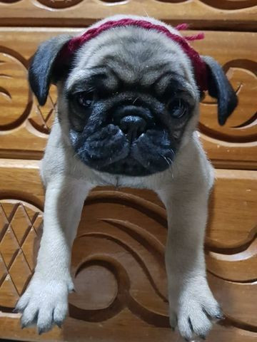 Filhotes de Pug Macho e Femea - Foto 4