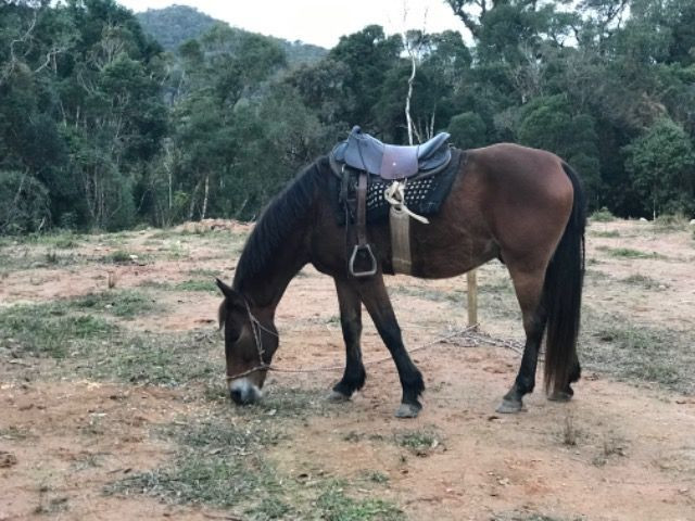 Cavalo top