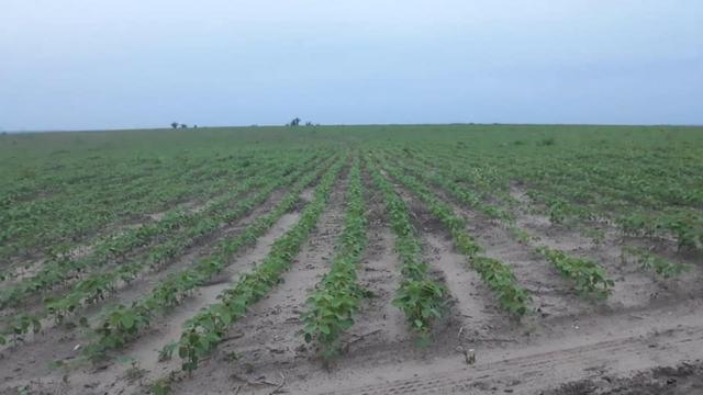Vendo uma fazenda de 250 hectares em Caxias/MA ideal SOJA - Foto 2