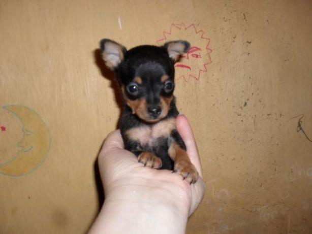Pinscher tamanho 1 com garantia completa de saúde