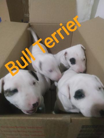 Bull Terrier